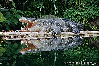 Crocodile with open mouth Stock Photo