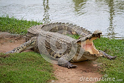 Crocodile with open mouth Stock Photo