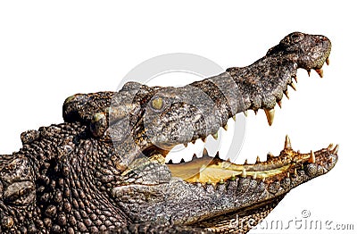 Crocodile open mouth Stock Photo