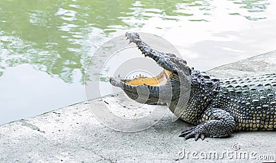 crocodile open mouth at zoo Stock Photo