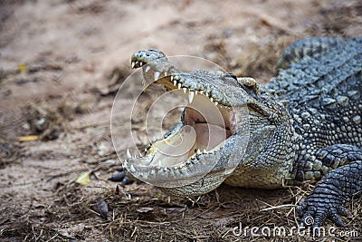 Close up of a crocodile is opening its mouth Stock Photo
