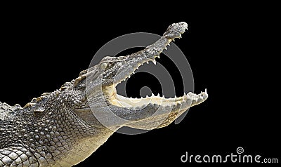 Crocodile on a black background Stock Photo