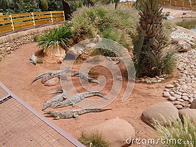 a crocodile park in agadir Morroco Stock Photo