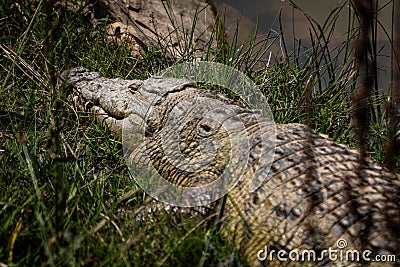Crocodile - photo made in HuÃ­la province in Angola | Africa Stock Photo