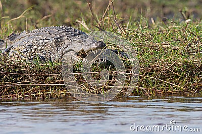 Crocodile relaxing with his mouth open Stock Photo