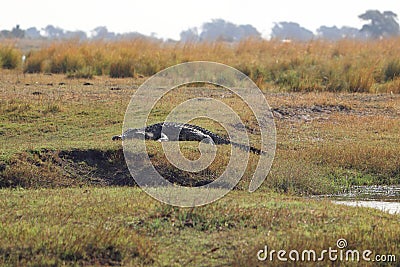 Crocodile relaxing on island on chobe river in Botswana. Editorial Stock Photo