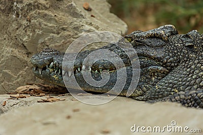 Crocodile relaxing on rocks. Stock Photo