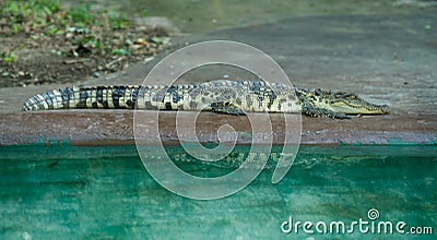 Crocodile resting near water Stock Photo