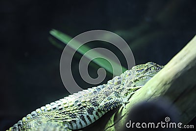 A crocodile resting on the trunk Stock Photo