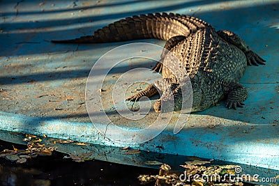 Crocodile resting under the sun Stock Photo