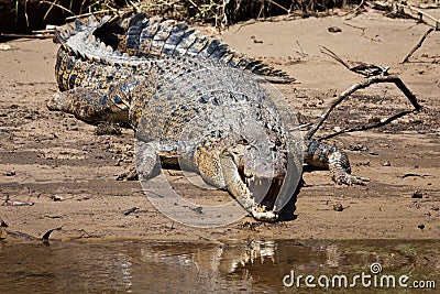 Crocodile Rusty Stock Photo