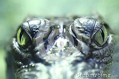 The crocodile`s fierce and sharp eyes Stock Photo