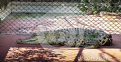 Crocodile saltwater disable Thailand zoo Stock Photo