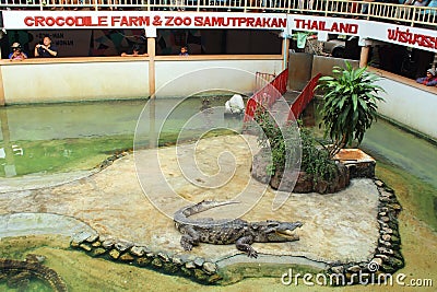 Crocodile show Editorial Stock Photo