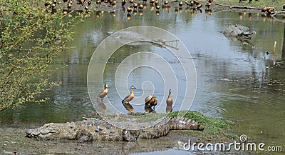 Crocodile Stock Photo