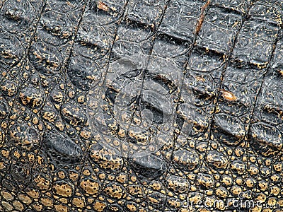 Crocodile skin Stock Photo