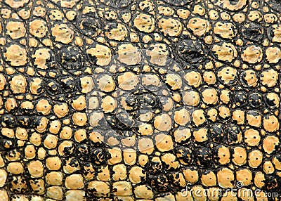 Crocodile skin Stock Photo
