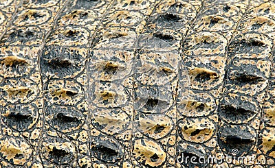 Crocodile skin Stock Photo