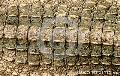 Crocodile skin Stock Photo