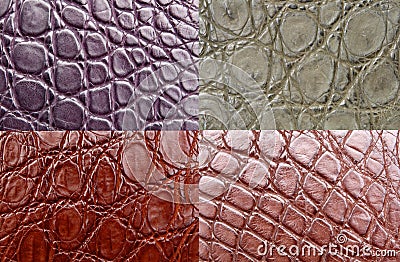 Crocodile skin Stock Photo