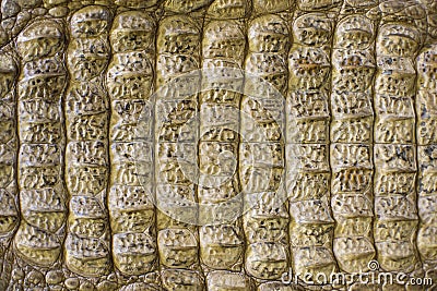 Crocodile skin background. Abstract texture from reptile skin scales. Exquisite style, accessories for rich people Stock Photo