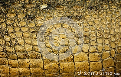 Background Texture Crocodile skin Stock Photo