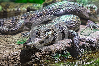 Crocodile sleeping on the rock Stock Photo