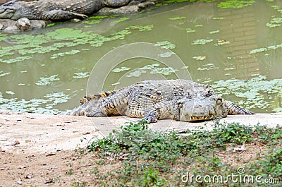 Crocodile sleeping near the pond Stock Photo