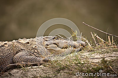 Crocodile sleeping on the riverbank Stock Photo