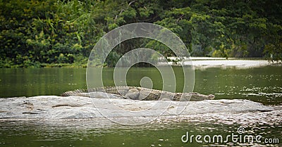 Crocodile sleeping on Rock in the lake Stock Photo