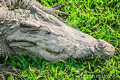 Crocodile sleeping. Stock Photo