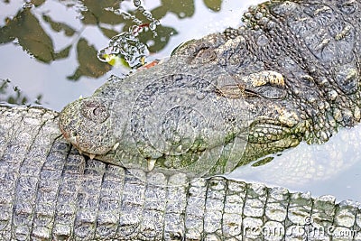 Crocodile sleeping in the water Stock Photo