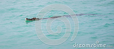 Crocodile swimming close to the shoreline, saltwater crocodile calmly moves on the turquoise color water surface Stock Photo