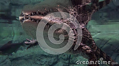 Crocodile Swims Under Water - Close Up Stock Footage - Video of color,  carnivore: 174078874