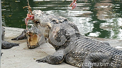 Crocodile Is Tormenting Its Prey. A Crocodile Is Eating ...