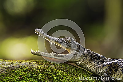 animals, dumpy frog, amphibians, treefrog, animal-wildlife, reptiles, bokeh, indonesia, animal, nature, wildlife, mammals, green, Stock Photo