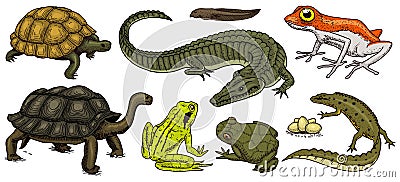 Crocodile and turtle. Reptiles and amphibians set. Pet and tropical animals. Wildlife and Frogs, lizard and turtle Vector Illustration
