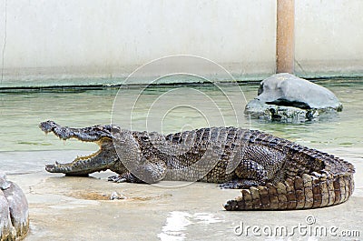 Crocodile waiting food in farm Stock Photo