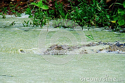 Crocodile in the water Stock Photo