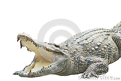 A crocodile on white Stock Photo