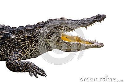 Crocodile Stock Photo