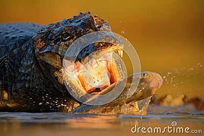 Crocodile Yacare Caiman, with fish in with evening sun, animal in the nature habitat, action feeding scene, Pantanal, Brazil Stock Photo