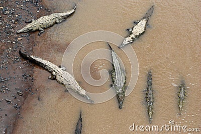 Crocodiles Stock Photo