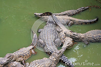 Crocodiles Stock Photo