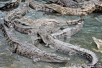 Crocodiles Stock Photo