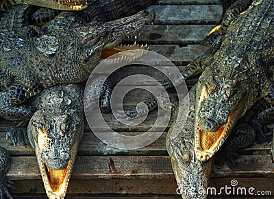 Crocodiles Stock Photo