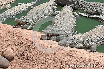 Crocodiles alligators in the river in North Africa Stock Photo