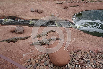 Crocodiles, Alligators in Morocco. Crocodile farm in Agadir. Stock Photo