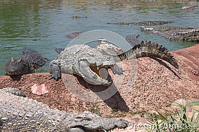 Crocodiles alligators in the river in North Africa Stock Photo