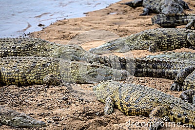 Crocodiles Basking in the Sun in Kruger National Park Stock Photo